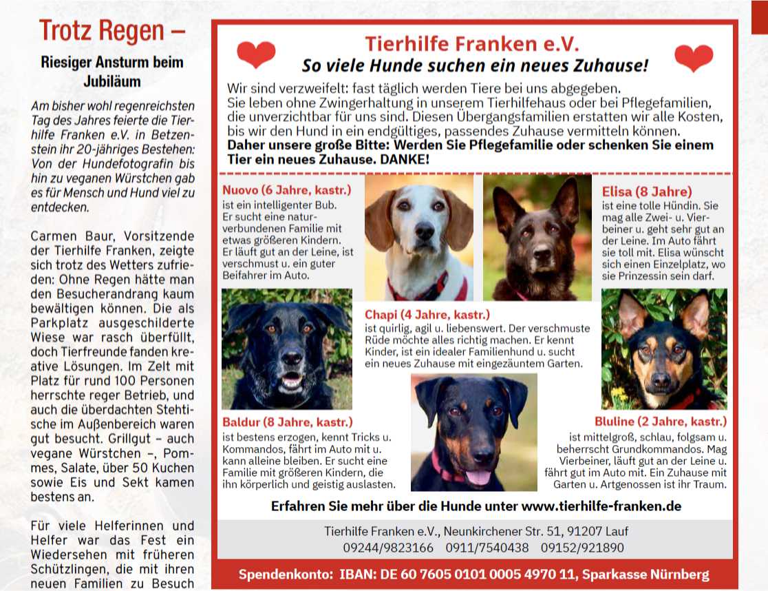 viele Hunde suchen ein Zuhause